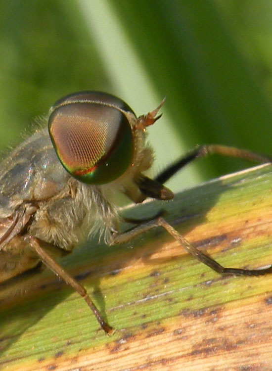 Tabanus autumnalis?
